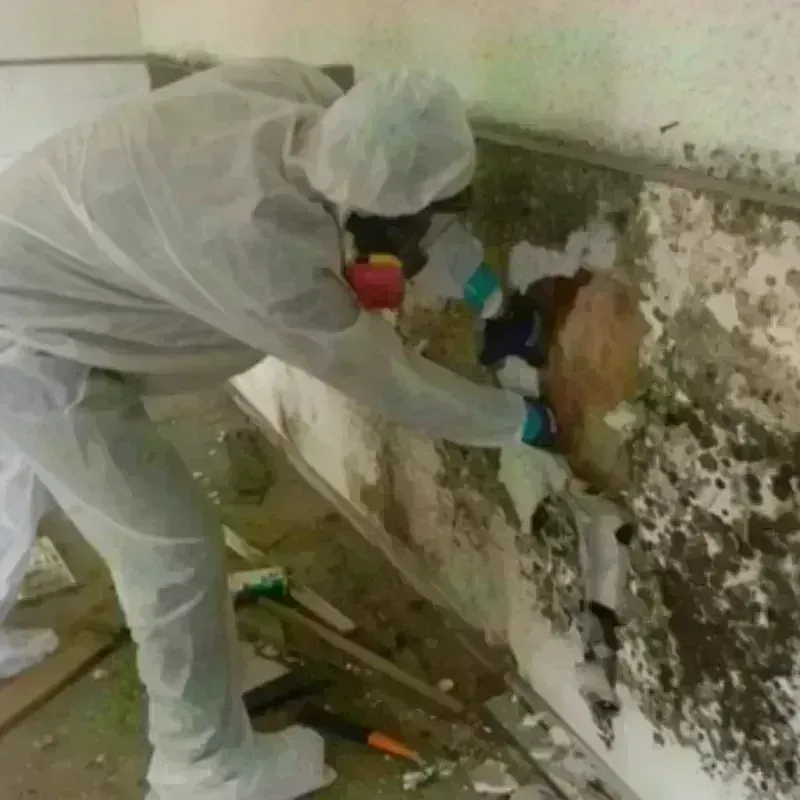 Mold Remediation and Removal in Brazil, IN